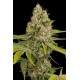 OG KUSH * DINAFEM SEEDS 1 SEME FEM