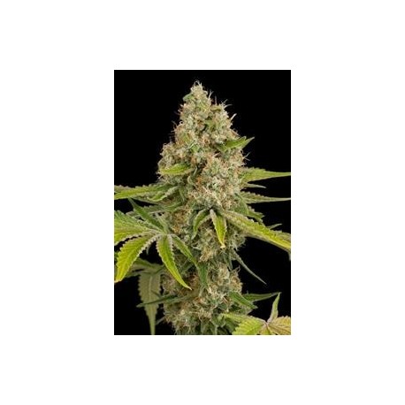 OG KUSH * DINAFEM SEEDS 1 SEME FEM