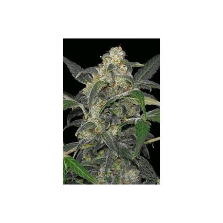 HAZE 2.0 AUTOMATIC * DINAFEM SEEDS 1 SEME FEM 