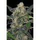 HAZE 2.0 AUTOMATIC * DINAFEM SEEDS 10 SEMI FEM 