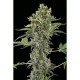 MOBY DICK AUTOMATIC * DINAFEM SEEDS 1 SEME FEM