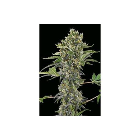 MOBY DICK AUTOMATIC * DINAFEM SEEDS 1 SEME FEM