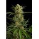 ORIGINAL AMNESIA AUTOMATIC * DINAFEM SEEDS 10 SEMI FEM 