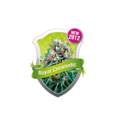 ROYAL CREAMATIC * ROYAL QUEEN SEEDS 5 SEMI FEM 