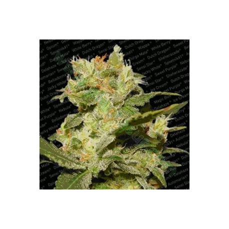 AUTO JACK * PARADISE SEEDS FEMINIZED 5 SEMI 