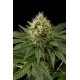 DINACHEM * DINAFEM SEEDS 1 SEME FEM 