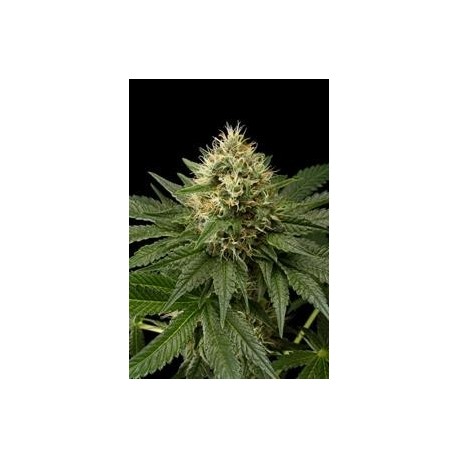 DINACHEM * DINAFEM SEEDS 1 SEME FEM 