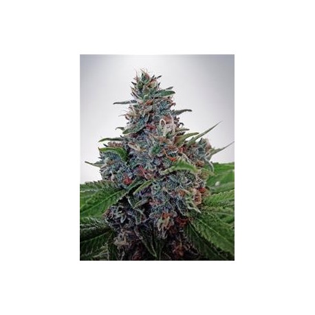 AUTO BLUE AMNESIA * MINISTRY SEEDS 5 SEMI FEM 