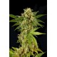 KUSH-N-CHEESE * DINAFEM SEEDS 1 SEME FEM