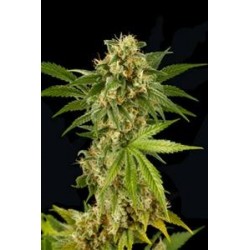 KUSH-N-CHEESE * DINAFEM SEEDS 3 SEMI FEM