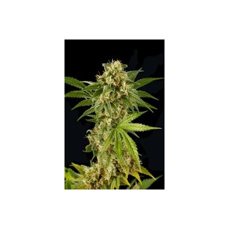 KUSH-N-CHEESE * DINAFEM SEEDS 3 SEMI FEM