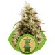 ROYAL JACK AUTOMATIC (JACK HERER AUTO) * ROYAL QUEEN SEEDS 1 SEME FEM 