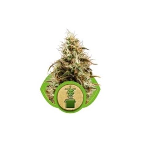 ROYAL JACK AUTOMATIC (JACK HERER AUTO) * ROYAL QUEEN SEEDS 1 SEME FEM 