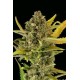 CRITICAL CHEESE AUTO * DINAFEM SEEDS 10 SEMI FEM