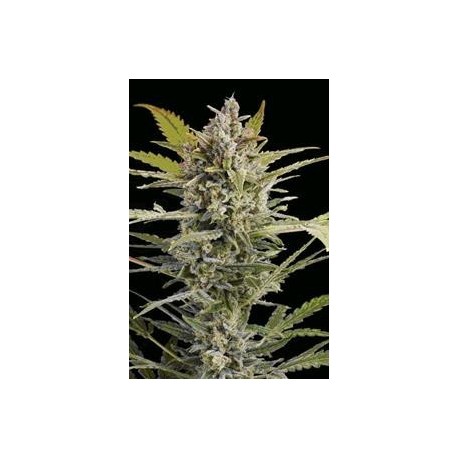 CRITICAL + 2.0 AUTO * DINAFEM SEEDS 5 SEMI FEM