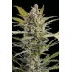 CRITICAL + 2.0 AUTO * DINAFEM SEEDS 10 SEMI FEM