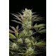 DEEP CHEESE * DINAFEM SEEDS 1 SEME FEM 