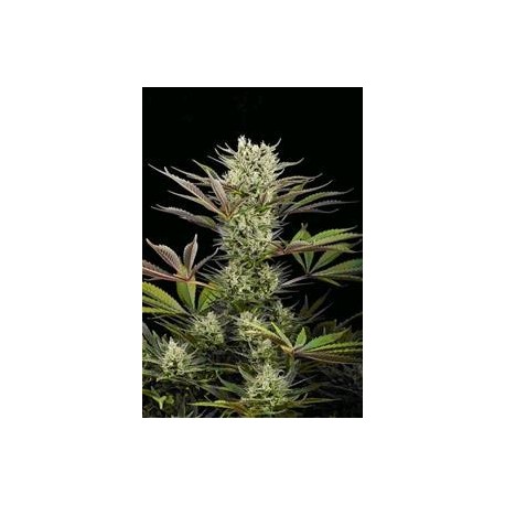 DEEP CHEESE * DINAFEM SEEDS 1 SEME FEM 