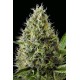 DINAMEX * DINAFEM SEEDS 1 SEME FEM 