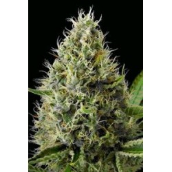 DINAMEX * DINAFEM SEEDS 1 SEME FEM 