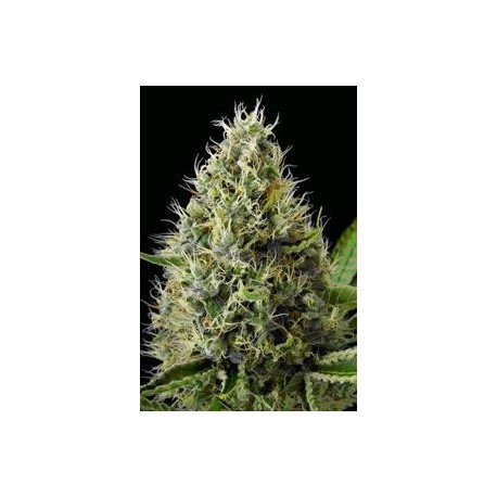 DINAMEX * DINAFEM SEEDS 1 SEME FEM 