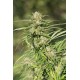 CRITICAL KUSH * DINAFEM SEEDS 1 SEME FEM