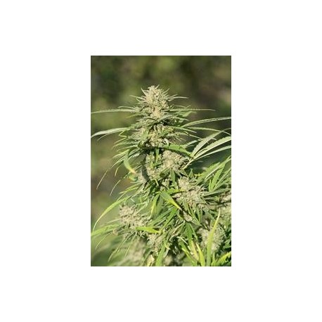 CRITICAL KUSH * DINAFEM SEEDS 1 SEME FEM