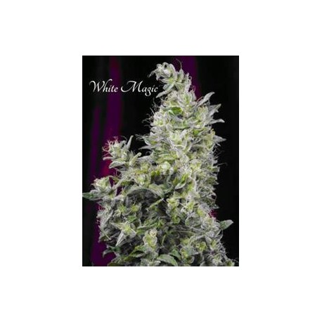 WHITE MAGIC * MANDALA SEEDS 6 SEMI FEM