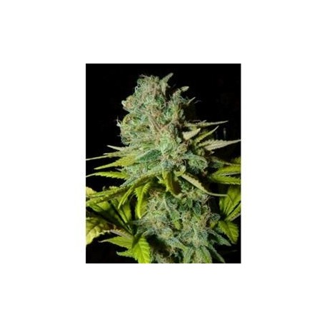 BIG LIGHTS * BIOHAZARD SEEDS 5 SEMI FEM 