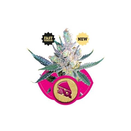 ROYAL CHEESE FAST VERSION * ROYAL QUEEN SEEDS 1 SEME FEM 