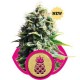 PINEAPPLE KUSH * ROYAL QUEEN SEEDS 1 SEME FEM 