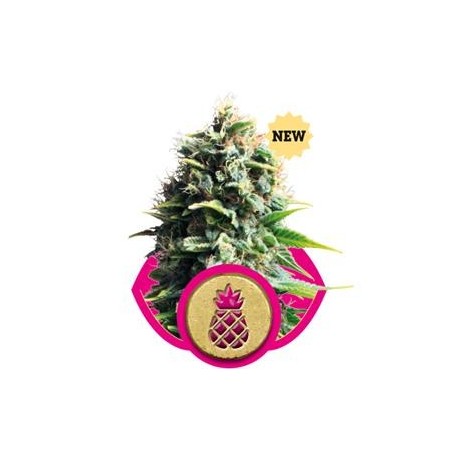 PINEAPPLE KUSH * ROYAL QUEEN SEEDS 1 SEME FEM 