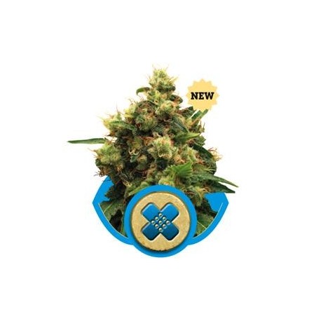 PAINKILLER XL* ROYAL QUEEN SEEDS 3 SEMI FEM 