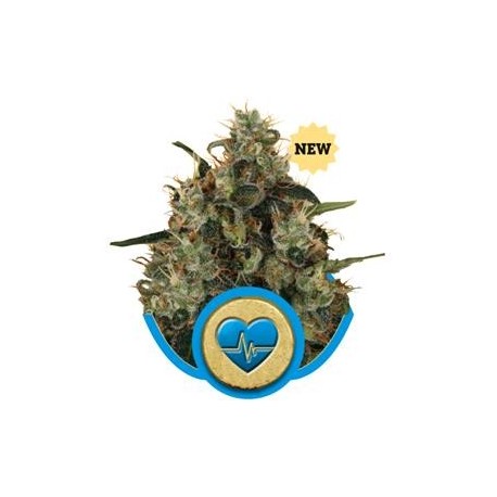 MEDICAL MASS * ROYAL QUEEN SEEDS 1 SEME FEM