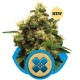 PAINKILLER XL* ROYAL QUEEN SEEDS 1 SEME FEM