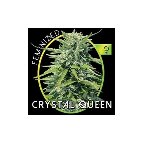 CRYSTAL QUEEN* VISION SEEDS 3 SEMI FEM