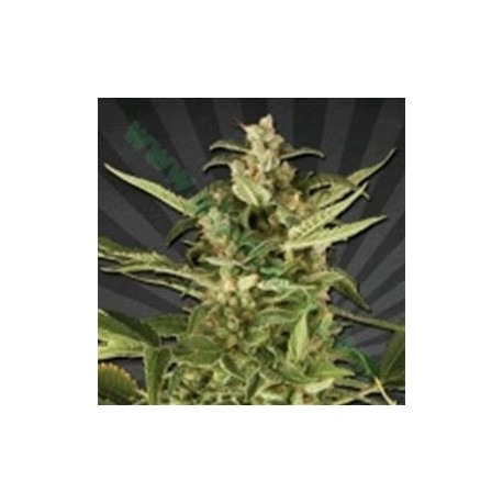 JUICY LUCY ( EX AUTO POUNDER WITH CHEESE)* AUTO SEEDS 5 SEMI FEM