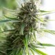 CRITICAL MASS CBD * DINAFEM SEEDS 3 SEMI FEM