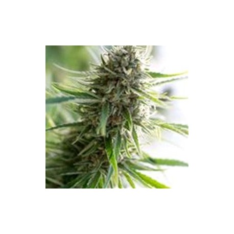 CRITICAL MASS CBD * DINAFEM SEEDS 3 SEMI FEM