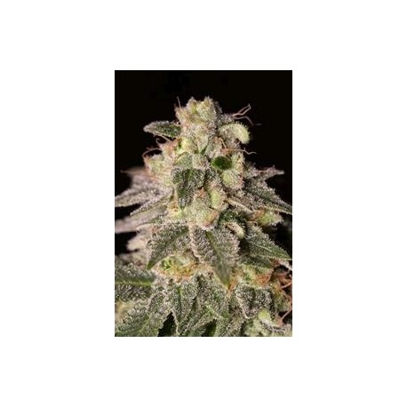 SHARK SHOCK CBD * DINAFEM SEEDS 1 SEME FEM 