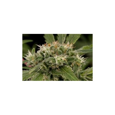 STRAWBERRY AMNESIA * DINAFEM SEEDS 3 SEMI FEM