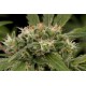 STRAWBERRY AMNESIA * DINAFEM SEEDS 1 SEME FEM 