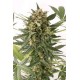 KUSH-N- CHEESE AUTOFLOWERING * DINAFEM SEEDS 3 SEMI FEM