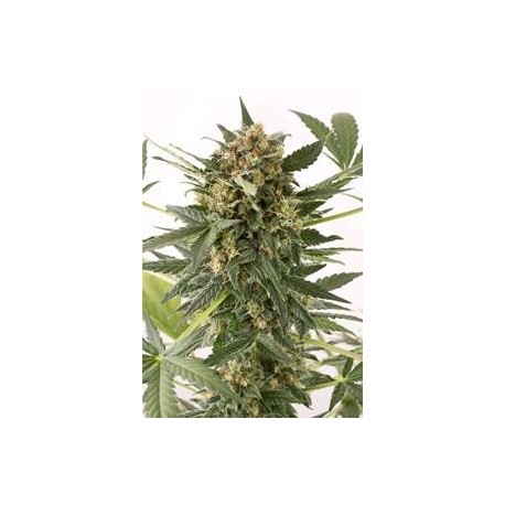 KUSH-N- CHEESE AUTOFLOWERING * DINAFEM SEEDS 3 SEMI FEM