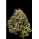 CHEESE XXL AUTOFLOWERING * DINAFEM SEEDS 3 SEMI FEM