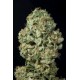 DINAMEX AUTOFLOWERING * DINAFEM SEEDS 3 SEMI FEM