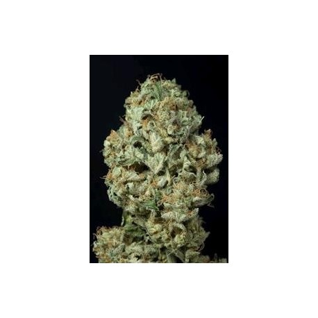 DINAMEX AUTOFLOWERING * DINAFEM SEEDS 3 SEMI FEM