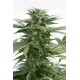 HAZE XXL AUTOFLOWERING * DINAFEM SEEDS 3 SEMI FEM