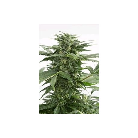 HAZE XXL AUTOFLOWERING * DINAFEM SEEDS 3 SEMI FEM