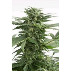 HAZE XXL AUTOFLOWERING * DINAFEM SEEDS 10 SEMI FEM